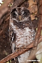 African Wood owl.201018jan_3099